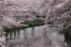sakura concerto