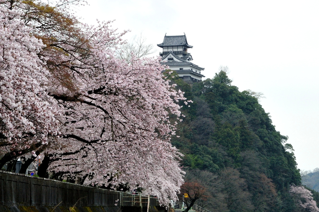 花の犬山城４