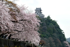 花の犬山城４