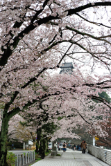 花の犬山城３