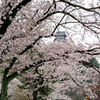 花の犬山城３