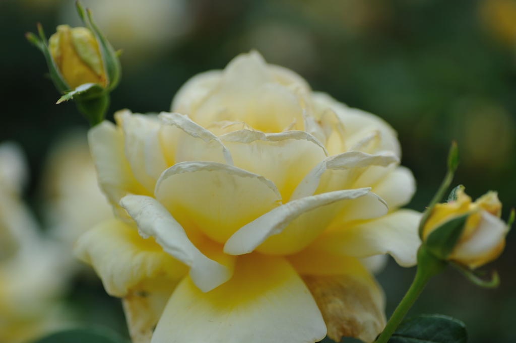 淡い黄色のバラ