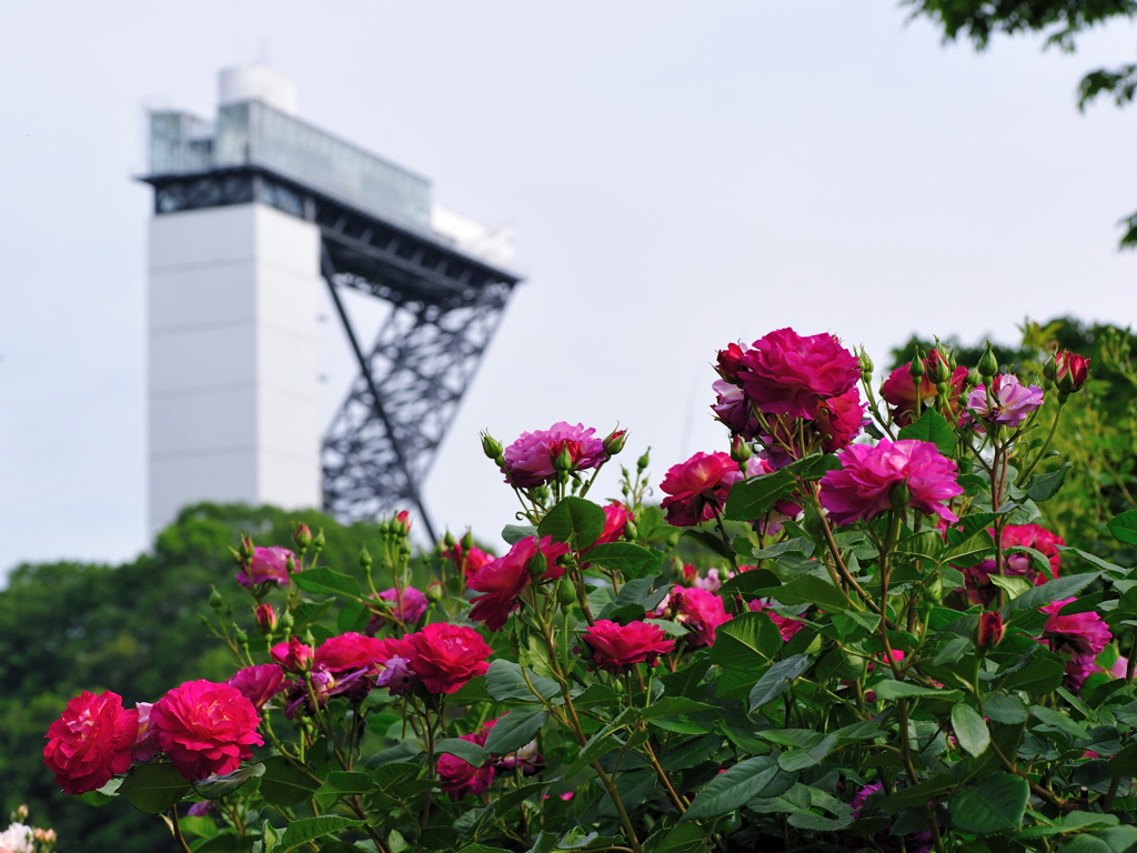 ピンクのバラと花のタワー