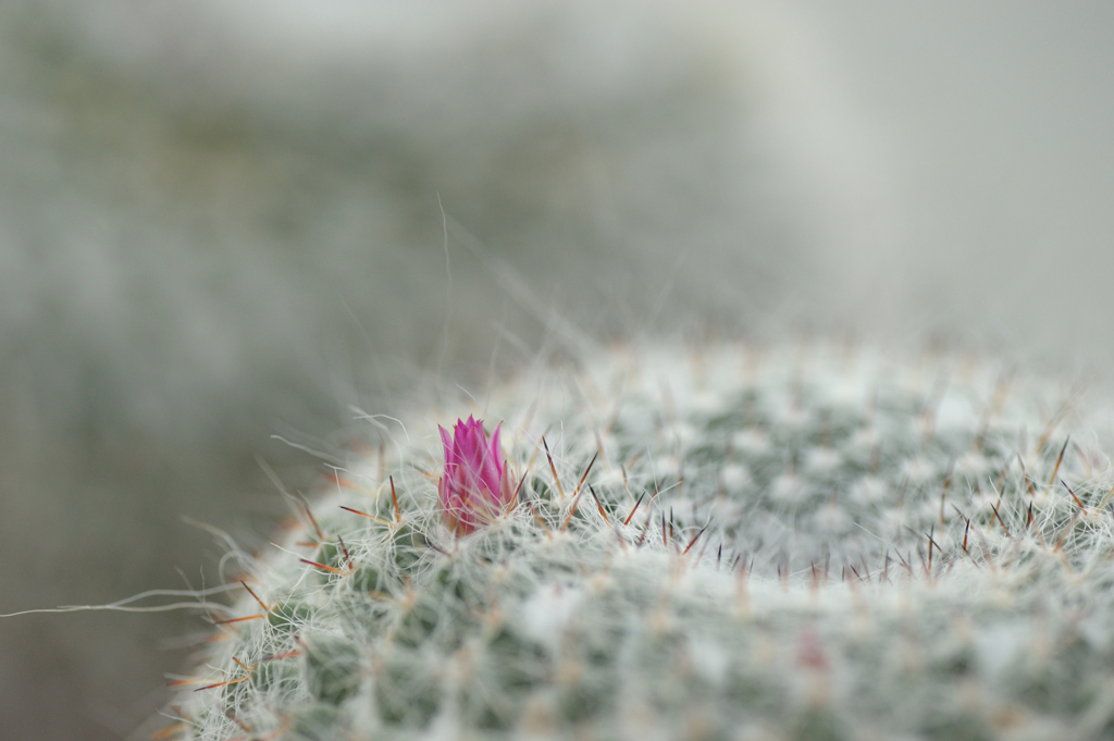 サボテンの花