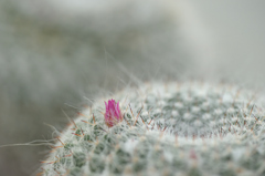 サボテンの花