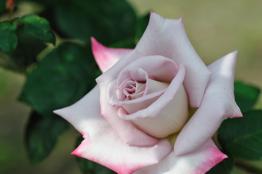 淡ピンクのバラ～大正ムード