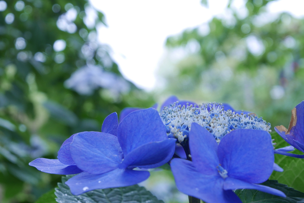 紫陽花