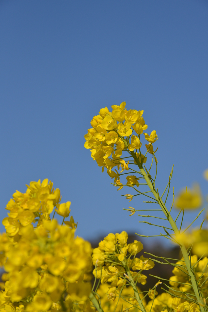 菜の花