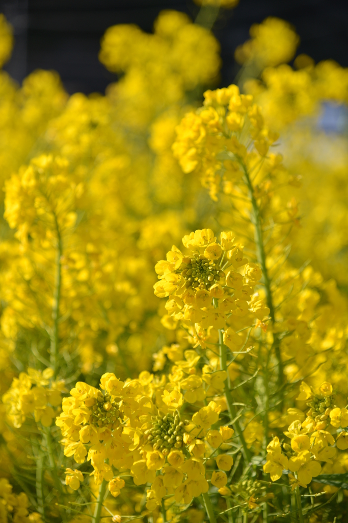 菜の花畑