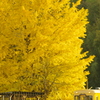 ラス1