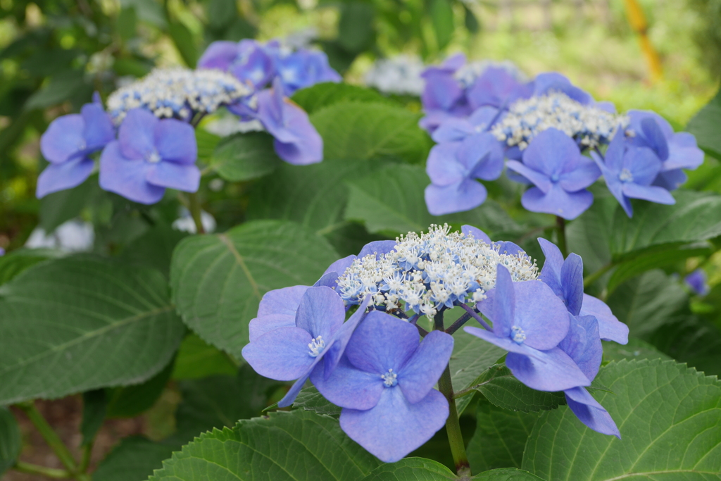 紫陽花
