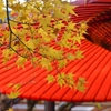 紅葉
