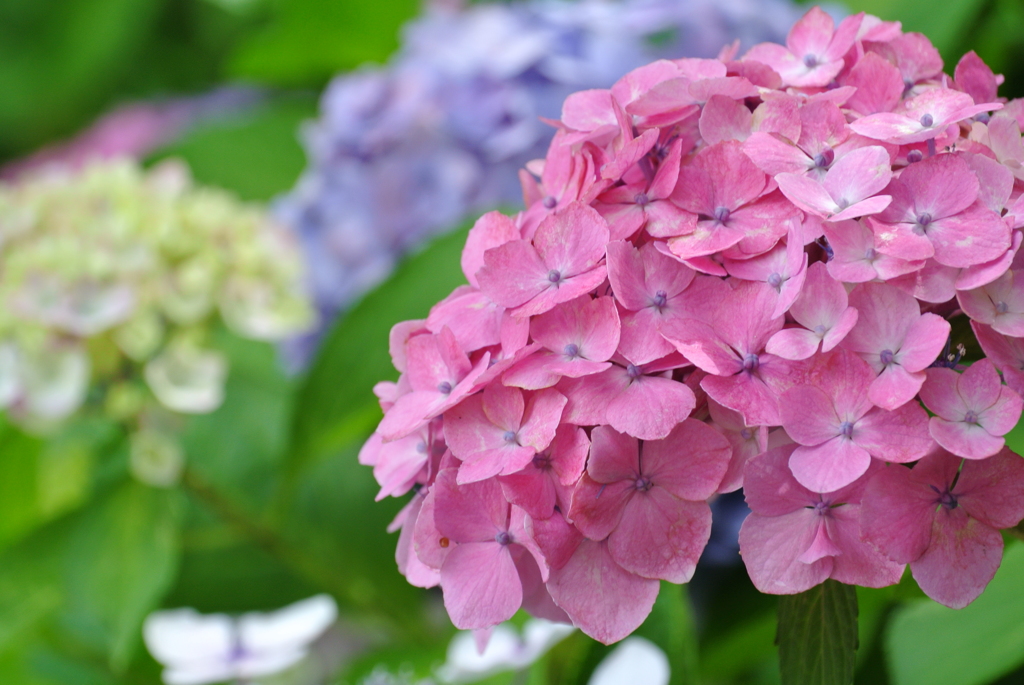 紫陽花の色