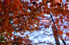 南禅寺 天授庵にて４
