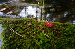 晩秋１