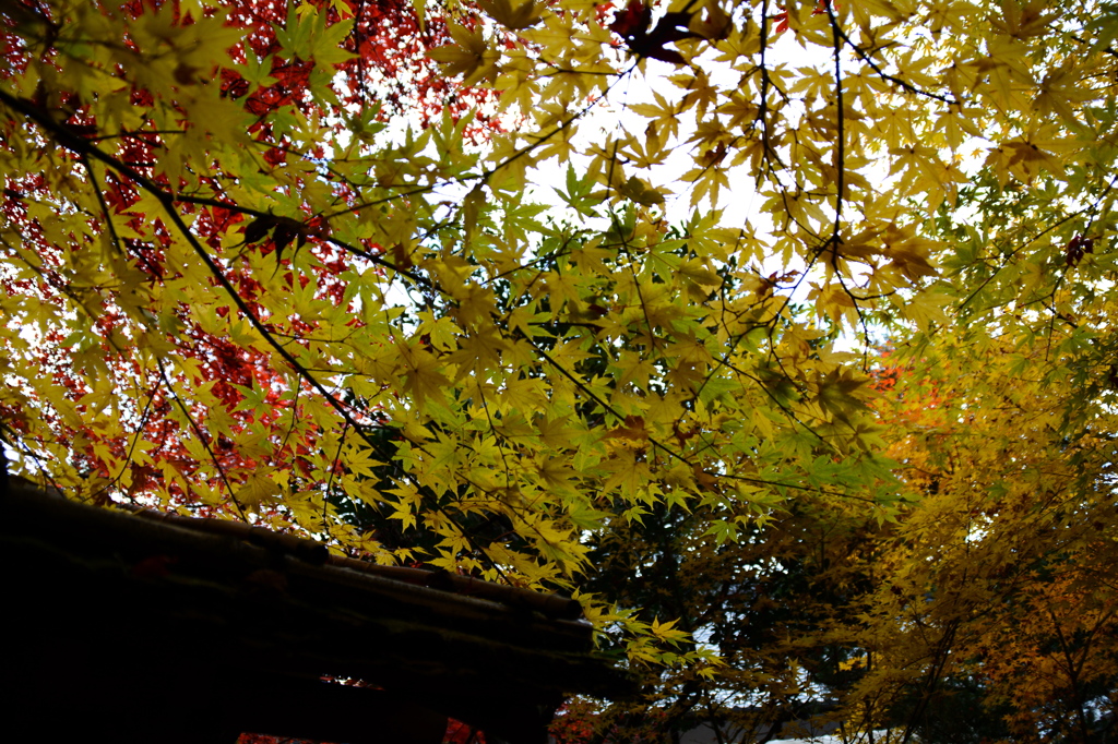 南禅寺 天授庵にて１