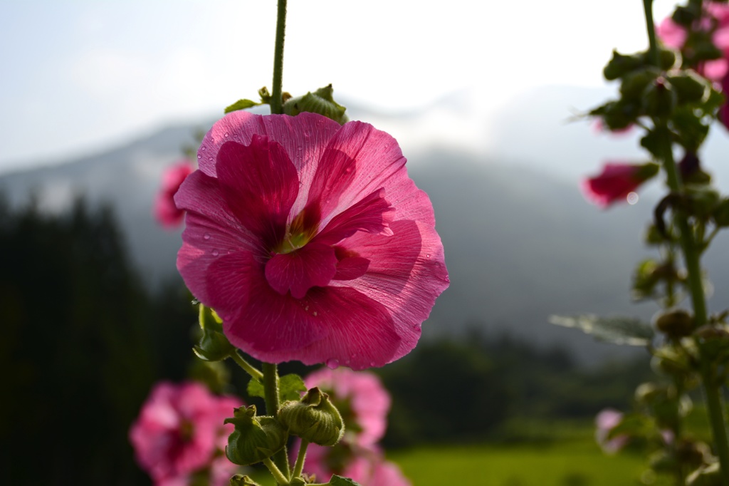 FLOWERS OF SUBURBIA
