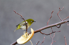 ごちそう