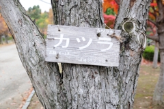 カツラ