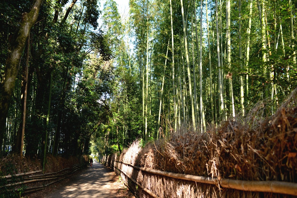竹林