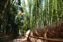 竹林