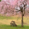 桜の下のひととき