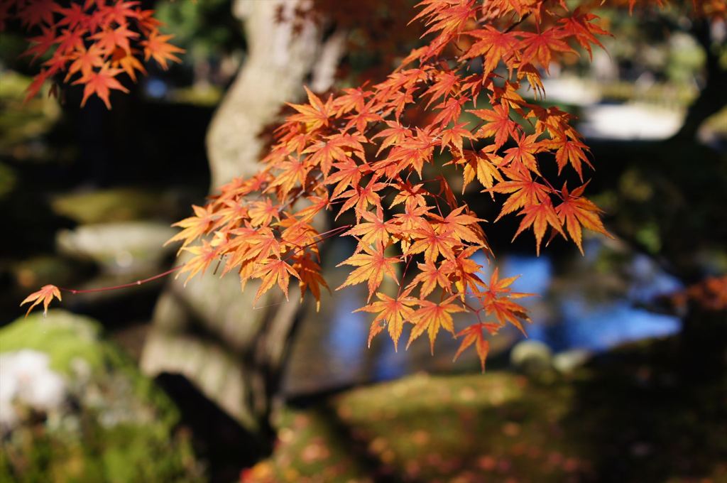 Kenrokuen_20121125003