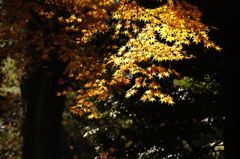 Kenrokuen_20121125002