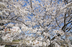 はみ出るハンバーグ…じゃなくて、桜。