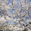 はみ出るハンバーグ…じゃなくて、桜。