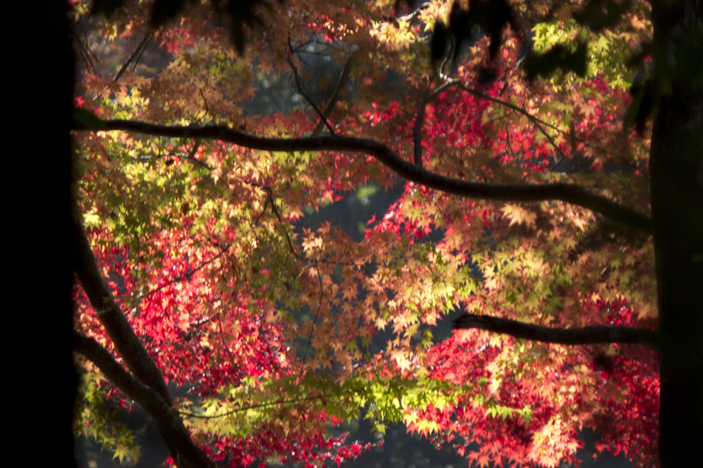 紅葉のステンドグラス