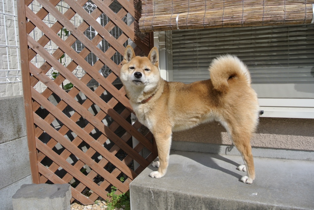 散歩への出口