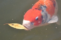 落葉
