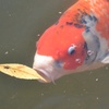 落葉