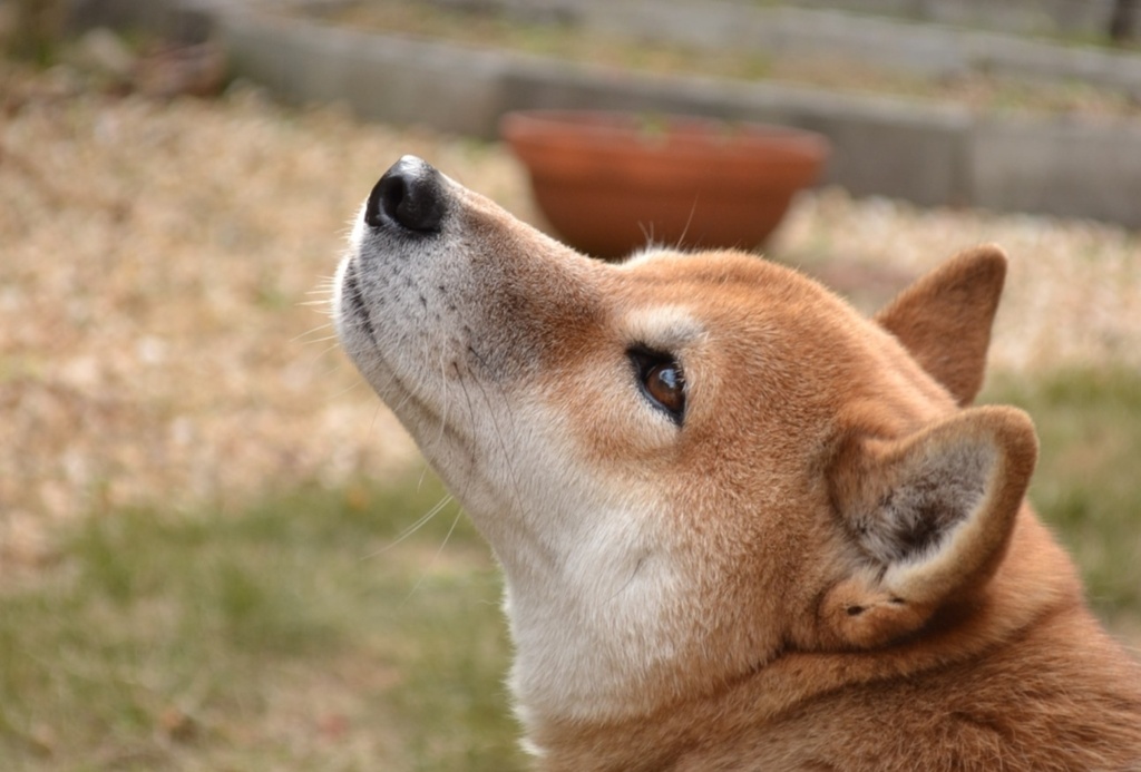 愛犬チャッピー