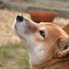 愛犬チャッピー