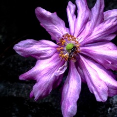 高野山の花