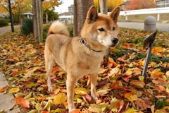 愛犬チャッピー