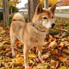愛犬チャッピー