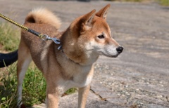 愛犬チャッピー