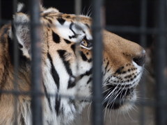 おりのなかの眼差し