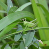 キリギリス幼虫
