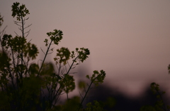 夕暮れの菜の花