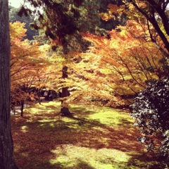 紅葉