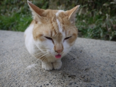 あっかんべー