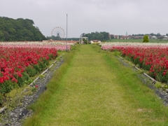 ドイツ村