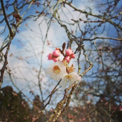 不断桜