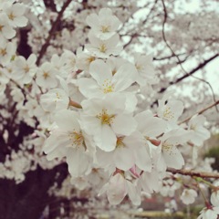 sakura