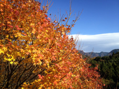 永源寺の紅葉