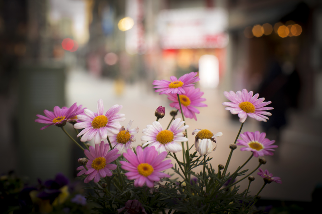 Street Flower